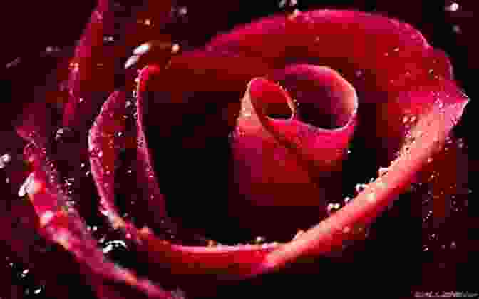 A Blooming Red Rose With Water Droplets If Love Was A Rose