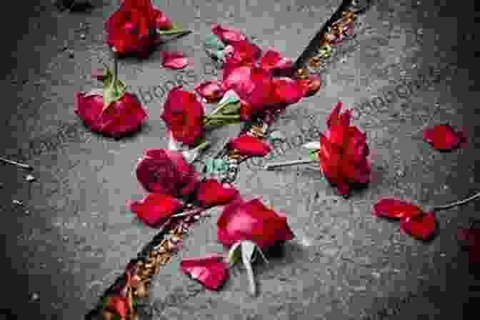 A Broken Rose Lying In The Dirt If Love Was A Rose