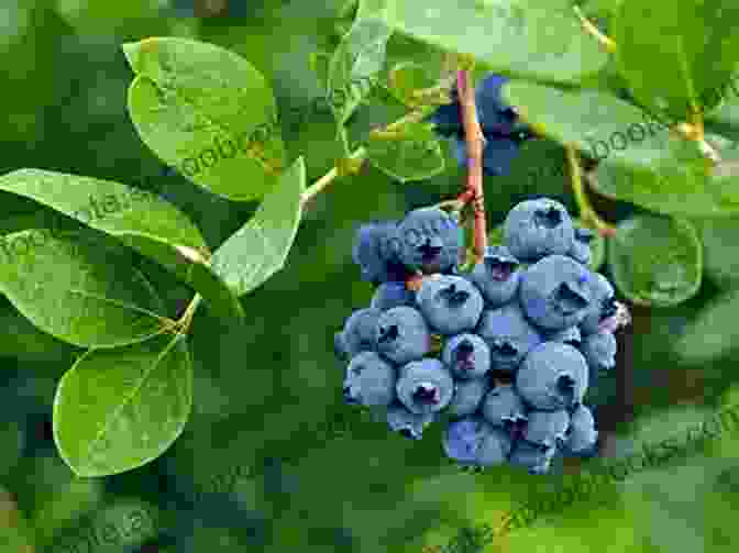 A Cluster Of Ripe Bilberry Fruits On A Branch The Secrets Of Bilberry Fruits: Why Should You Have This Tasty Treats (Planet Herbs 8)