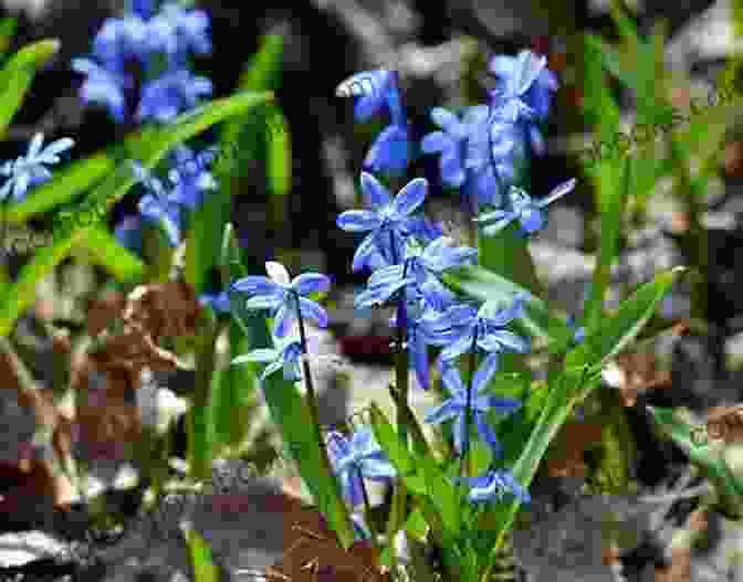 A Delicate Flower Blooming In A Forest Torii Haiku: Profane To A Sacred Life