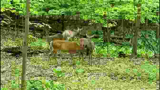 A Family Observing A Deer From A Distance The Wildlife Fish Hatchery And The Cradle Of Forestry (2)