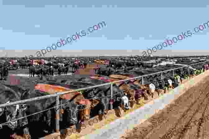 A Feedlot With Thousands Of Cattle The Dawn Of Industrial Agriculture In Iowa: Anthropology Literature And History