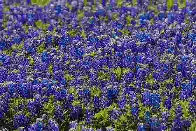 A Field Of Bluebonnets Blooming In The Springtime, With A Winding Road Leading Through SelecTours Texas Heartland In Bloom