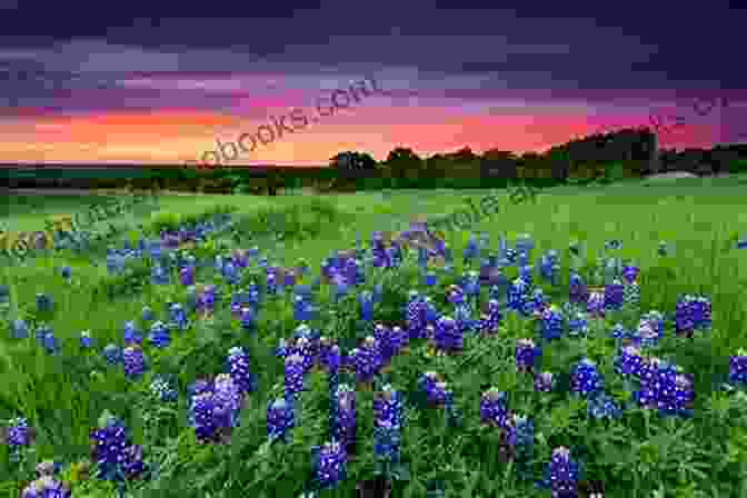 A Field Of Vibrant Wildflowers In The Texas Hill Country, With A Lone Tree In The Background SelecTours Texas Heartland In Bloom