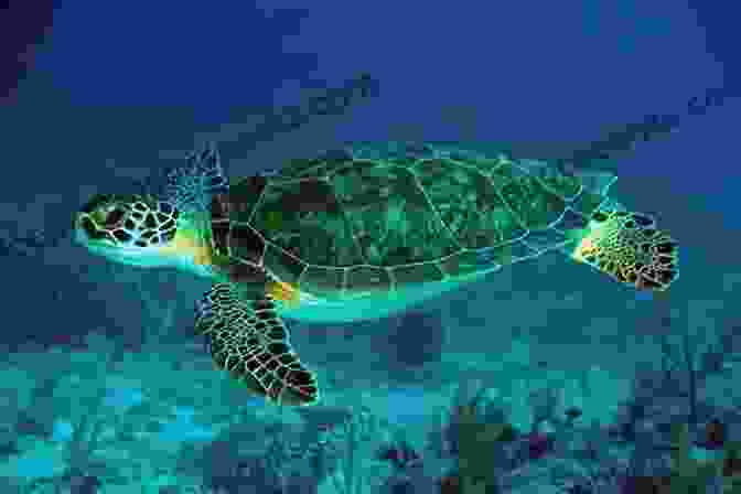 A Green Sea Turtle Swimming In The Ocean. GREEN SEA TURTLES: The Essential Pet Owners Guide On Everything You Need To Know About Green Sea Turtles