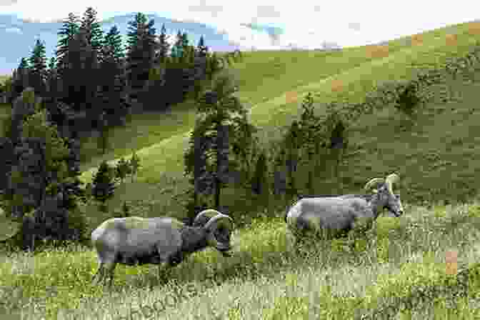 A Group Of Bighorn Sheep Grazing On A Lush Meadow, Surrounded By Wildflowers And Towering Mountains. Rocky Mountain Rapture P Mattern