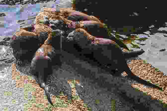 A Group Of Otters Playing On A Rock. Otters: Otters Of The World In Photographs