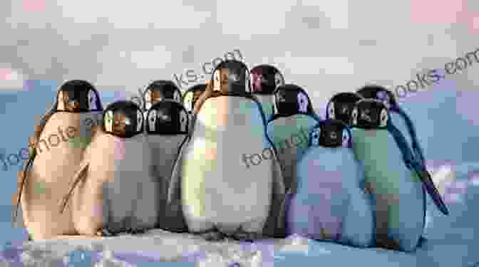 A Group Of Penguins Huddled Together, Their Faces Etched With Grief As They Mourn The Loss Of A Loved One. The Sobbing School (Penguin Poets)