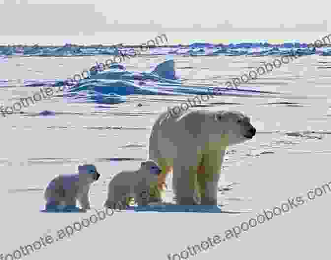 A Group Of Polar Bears Roaming The Icy Shores Of The Arctic Witness Alaska Unit. Arctic Witness (Alaska K 9 Unit 6)