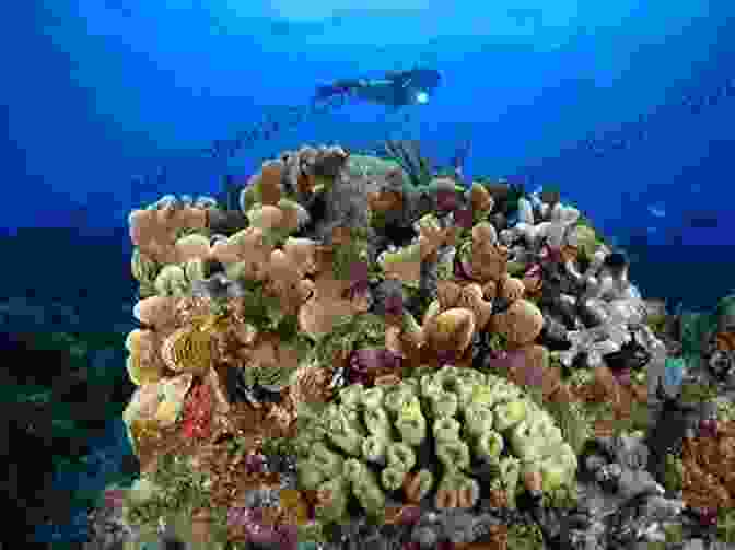 A Group Of Scuba Divers Exploring A Coral Reef In The Caribbean Sea Bluewater Voodoo: Mystery And Adventure In The Caribbean (Bluewater Thrillers 3)