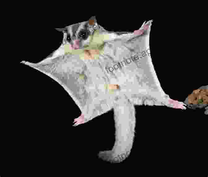 A Happy Sugar Glider An A To Z Guidebook On Sugar Gliders: All You Need To Know About Sugar Gliders