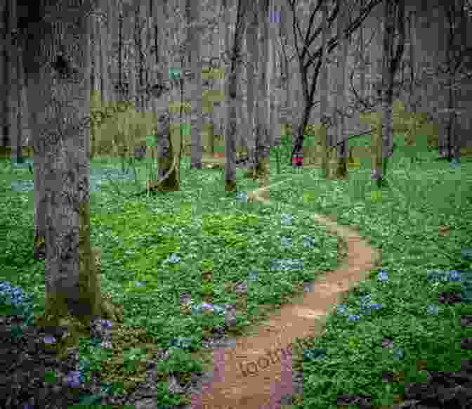 A Hiking Trail Through A Field Of Wildflowers In The Hill Country SelecTours Texas Heartland In Bloom