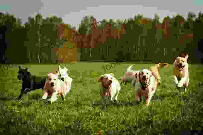 A Pack Of Dogs Running Through A Field, With One Dog Leading The Way With Confidence And Determination The Wisdom Of Dogs Cathy Vatterott