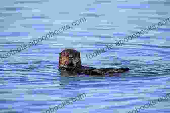 A River Otter Swimming In A River. Otters: Otters Of The World In Photographs