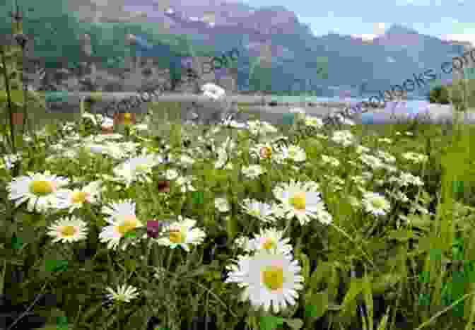 A Serene Canyon Landscape With Blooming Daisies In The Foreground Sunrise Ranch: A Daisies In The Canyon Novella (The Canyon 3)