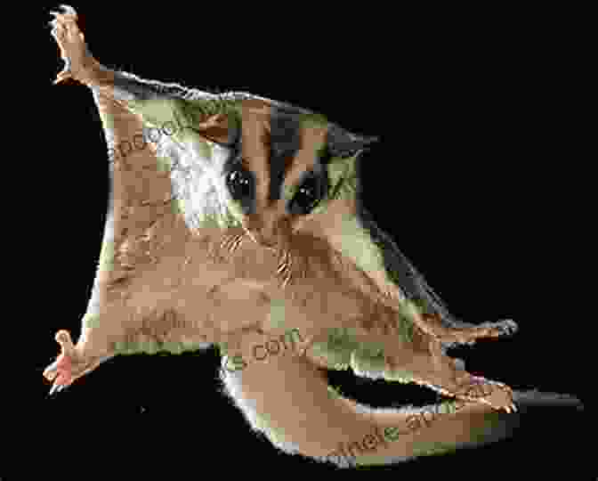 A Sugar Glider Gliding Through The Air An A To Z Guidebook On Sugar Gliders: All You Need To Know About Sugar Gliders