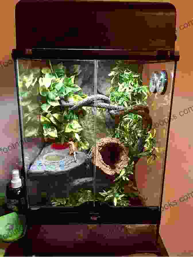 A Well Maintained Crested Gecko Enclosure, Featuring A Variety Of Plants, Branches, And A Humid Hide. Crested Gecko Care Guide Catherine Douglass