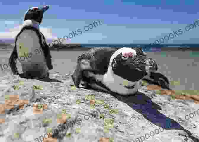 Adorable Penguins At Boulders Beach Penguin Colony Ten Must See Sights: Cape Town