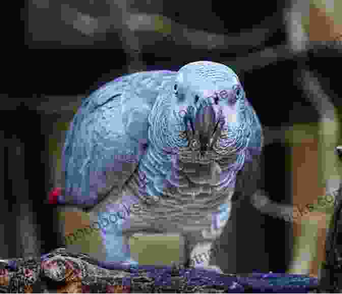 African Grey Parrot Sitting On A Perch, Looking At The Camera Amaazing African Grey Parrot Care