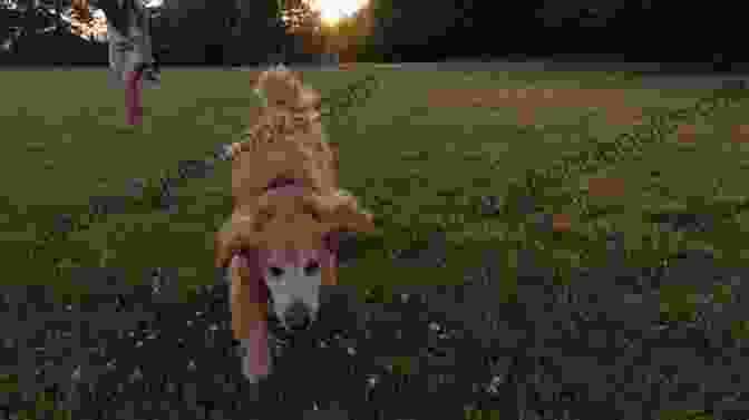 Amelia Playing With Max, The Golden Retriever, In The Park The Nanny Clause (Furever Yours 4)