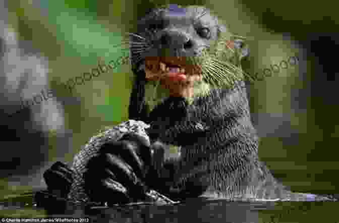 An Otter Eating A Fish. Otters: Otters Of The World In Photographs