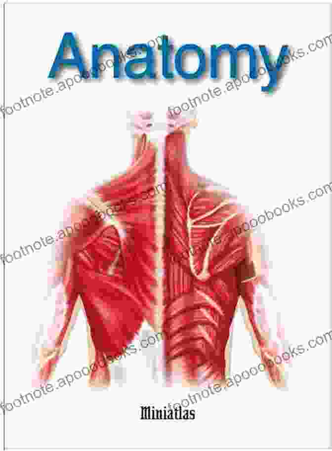 Anatomy Miniatlas Caroline Braun: Detailed Illustrations Anatomy Miniatlas Caroline Braun