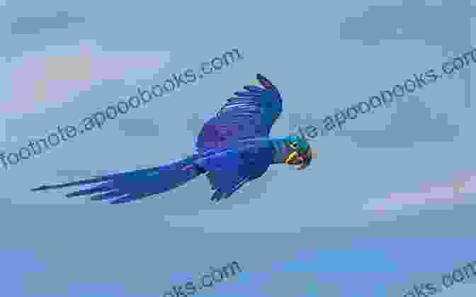 Blu, The Hyacinth Macaw, Takes Flight In A Vibrant Blue Sky. Spirit Birds: Five Amazing Parrots And The Lives They Changed Forever