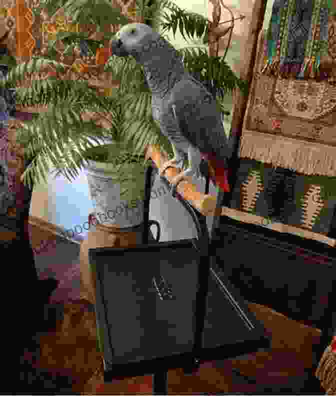 Charlie, The African Grey Parrot, Sits On A Woman's Shoulder, Listening Intently To Her Words. Spirit Birds: Five Amazing Parrots And The Lives They Changed Forever