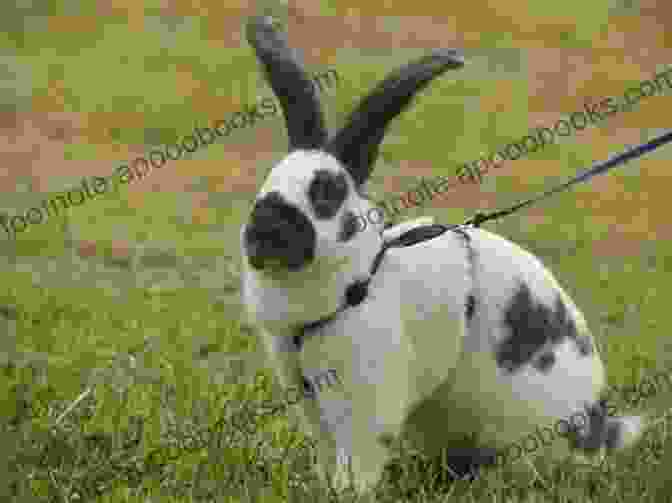 Checkered Giant Rabbit Being Groomed With A Brush The Checkered Giant Rabbit: The Absolute Checkered Giant Rabbit Manual Checkered Giant Rabbit Care Personality Grooming Feeding Health And All Included