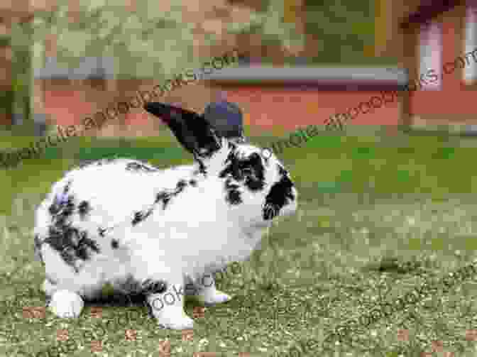 Checkered Giant Rabbit Resting Comfortably In A Spacious Hutch The Checkered Giant Rabbit: The Absolute Checkered Giant Rabbit Manual Checkered Giant Rabbit Care Personality Grooming Feeding Health And All Included