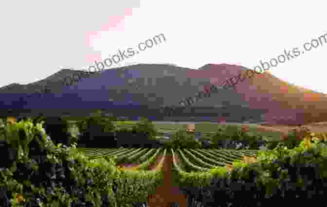 Historic Groot Constantia Wine Estate With Vineyards And Mountains Ten Must See Sights: Cape Town