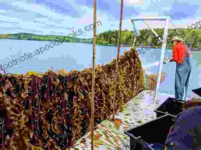 Image Of A Seaweed Farm Seaweed Ecology And Physiology Catriona L Hurd