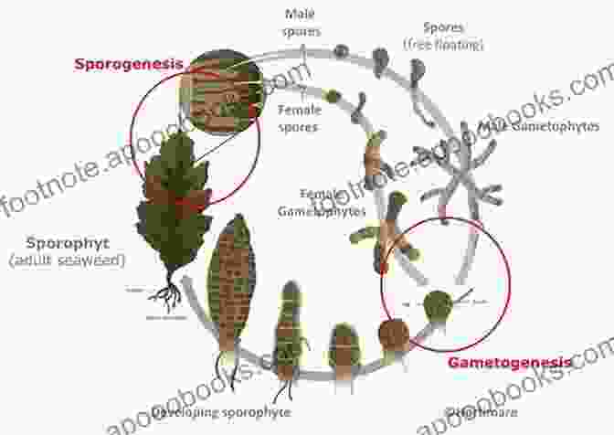 Image Of Seaweed Spores Seaweed Ecology And Physiology Catriona L Hurd