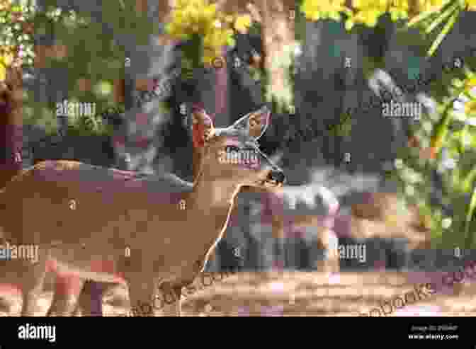 Majestic Deer Roaming Freely In The Ancient Oaks Of The New Forest Island Gardens: Havens Of Beauty Around The British Isles