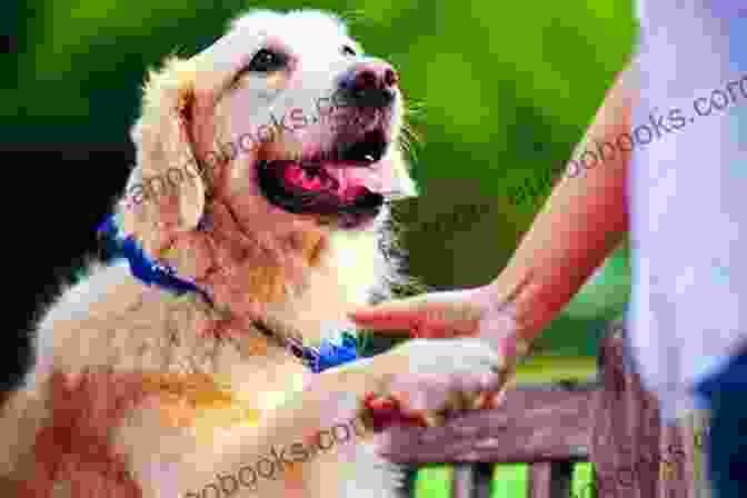 Max, The Golden Retriever, Giving A Playful Paw The Nanny Clause (Furever Yours 4)