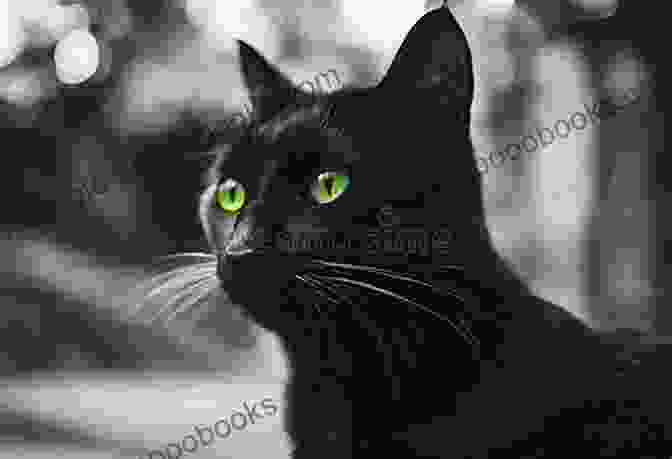 Midnight Louie, A Sleek Black Cat With Piercing Green Eyes, Sits On A Desk, Looking Intently At A Piece Of Paper. Cat In A Hot Pink Pursuit: A Midnight Louie Mystery (Midnight Louie Mysteries 17)