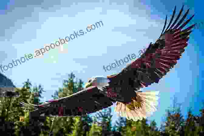 Paddlers Observe A Majestic Eagle In Flight Verde River Elegy: A Paddling Journey To The River S End