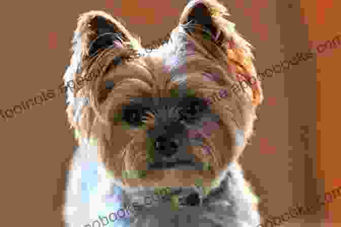 Photo Of Ruby Doo, A Yorkshire Terrier Remembering Ruby Doo My Little Dog: My Treasure In Life Ruby Doo Rest In Peace