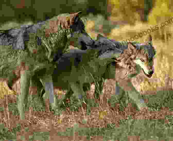 Shadow, The Wolf, Sharing Wisdom With Anya In The Alaskan Wilderness The Wolf (Under The Northern Sky 1)