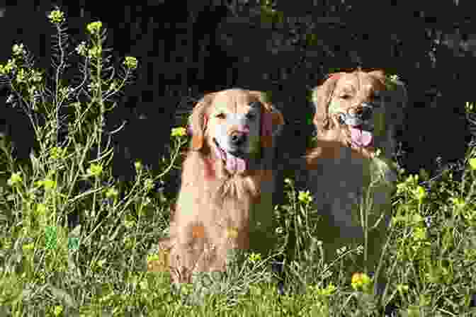 Two Golden Retrievers And A Green Parrot Sitting Together, Looking At The Camera Two Dogs And A Parrot: What Our Animal Friends Can Teach Us About Life