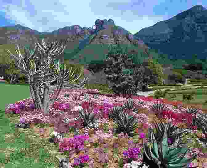 Vibrant Kirstenbosch National Botanical Garden Ten Must See Sights: Cape Town