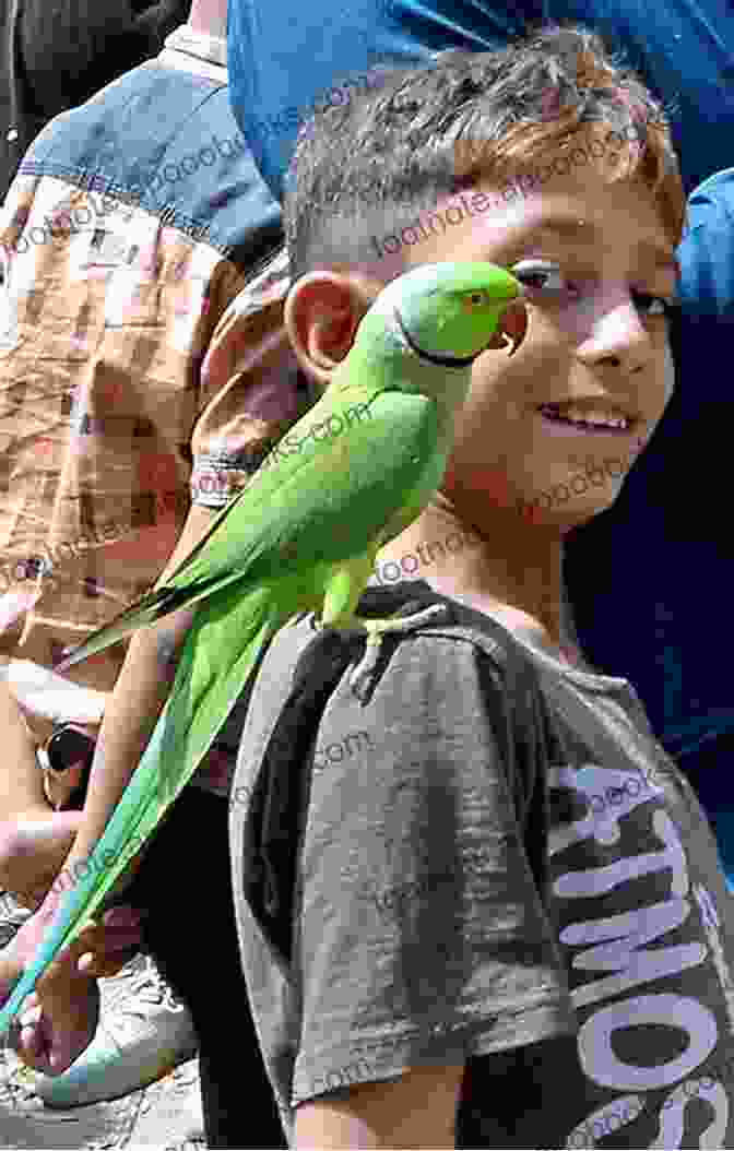 Willow, The Quaker Parrot, Sits On A Young Boy's Shoulder, Connecting Different Cultures Through Language. Spirit Birds: Five Amazing Parrots And The Lives They Changed Forever