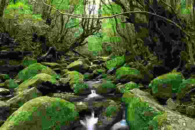 Yakushima Island Forest Japan Julian Bound